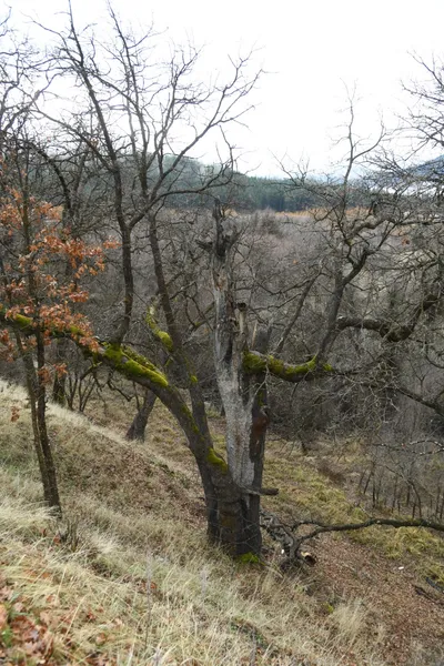 DSC_5768 (Large).JPG